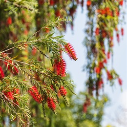 The red blossoms of the Weeping Bottlebrush (<em>Callistemon viminalis</em>) add a bright highlight to the landscape.